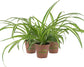 Enchanting Spider Plant - Live Starter Plants in 2 Inch Pots - Chlorophytum Comosum - Nature&