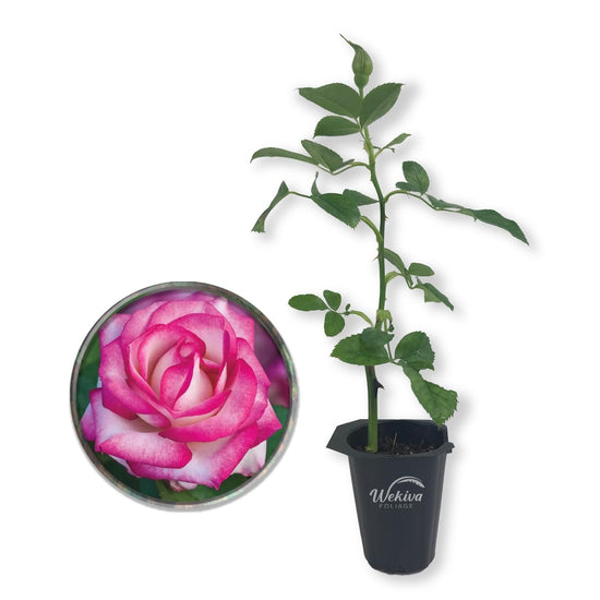 Miss Congeniality Rose Bush - Live Starter Plants in 2 Inch Growers Pots - Beautifully Fragrant Grandiflora Rose - A Versatile Beauty with a Rich Fragrance