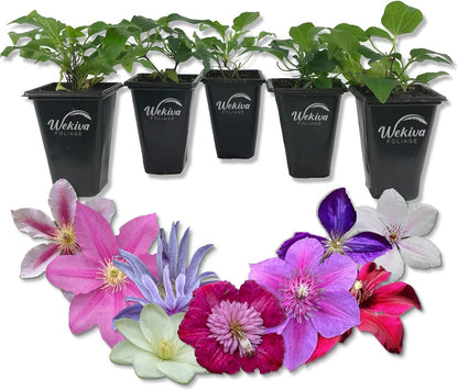 Clematis Variety Pack - Live Starter Plants in 2 Inch Pots - Grower&