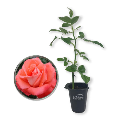 Cary Grant Rose Bush - Live Starter Plants in 2 Inch Pots - Beautifully Fragrant Hybrid Tea Rose from Florida - A Versatile Beauty with a Rich Fragrance