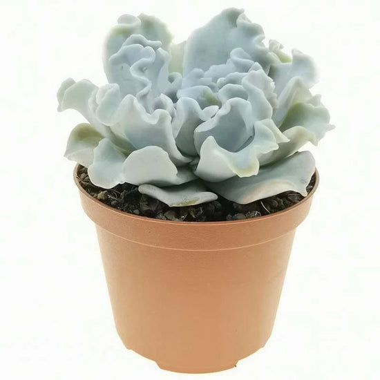 Echeveria Crispate Beauty - Live Starter Plants in 2 Inch Growers Pots - Rare and Beautiful Compact Easy Care Succulent