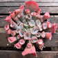 Echeveria Pink Trumpet - Live Starter Plants in 2 Inch Growers Pots- Rare and Colorful Compact Easy Care Succulent