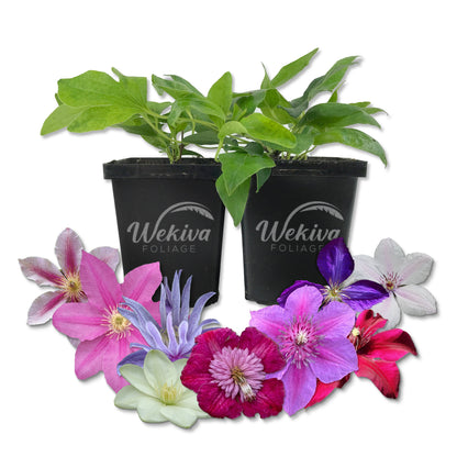 Clematis Variety Pack - Live Starter Plants in 4 Inch Pots - Grower&