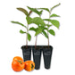 Persimmon Tree - Live Starter Plants in 2 Inch Growers Pots - Diospyros Virginiana - Delicious Fruit Tree for Your Edible Garden