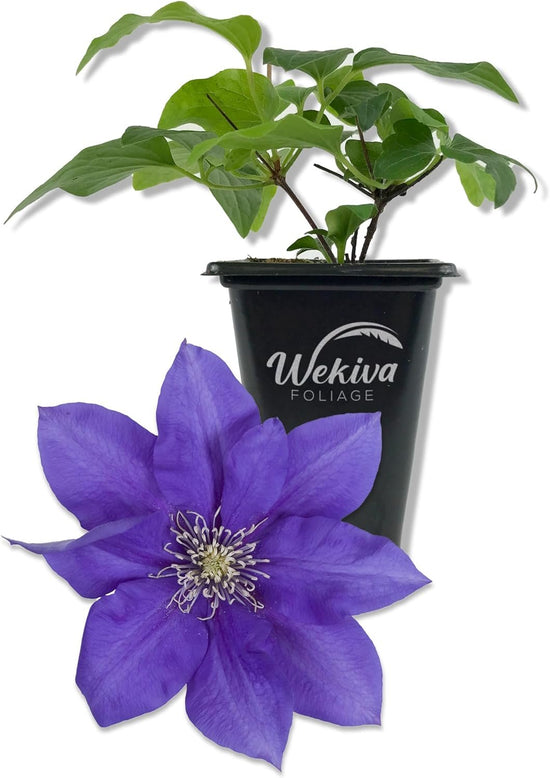 Clematis Olympia - Live Starter Plants in 2 Inch Growers Pots - Starter Plants Ready for The Garden - Rare Clematis for Collectors