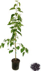 Everbearing Mulberry Tree - Live Plant in 3 Gallon Pot - Edible Fruit Tree For The Patio Or Garden
