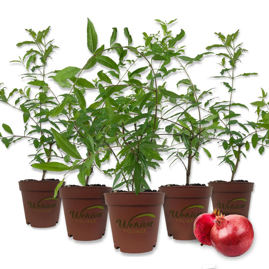 Pomegranate Tree - Live Plants in 4 Inch Growers Pots - Edible Fruit Bearing Tree for The Patio and Garden