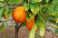 Sanguinelli Blood Orange Tree - Live Plants in 1 Gallon Pots - Florida Only - Cannot Ship Out of Florida - Beautiful Fruit Tree for Patio and Garden