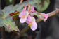 Star Begonia - Live Starter Plants in 2 Inch Pots - Begonia Heracleifolia - Extremely Rare and Beautiful Vining Indoor Houseplant - Air Purifying