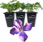 Clematis Polish Spirit - Live Starter Plants in 2 Inch Growers Pots - Starter Plants Ready for The Garden - Rare Clematis for Collectors