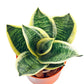 Birds Nest Snake Plant - Live Plants in 4 Inch Growers Pots - Sansevieria Trifasciata &