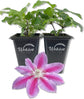 Clematis Dr. Rupple - Live Starter Plants in 2 Inch Growers Pots - Clematis &