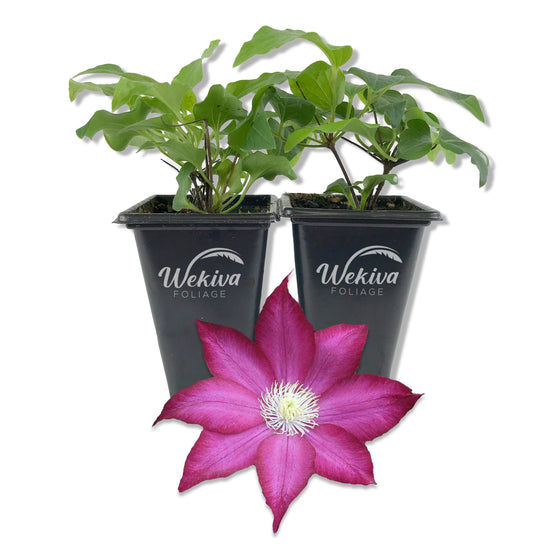 Clematis Bourbon - Live Starter Plants in 2 Inch Growers Pots - Starter Plants Ready for The Garden - Rare Clematis for Collectors