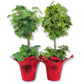 English Ivy Globe in Festive Holiday Cover 2-Pack - Red - 2 Live Plants in 4 Inch Pots - Hedera Helix - Florist Quality - Beautiful Easy Care Indoor Air Purifying Topiary Houseplant Vine