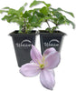 Clematis Montana Rubens - Live Starter Plants in 2 Inch Growers Pots - Starter Plants Ready for The Garden - Rare Clematis for Collectors