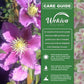 Clematis Piilu Little Duckling - Live Starter Plants in 2 Inch Growers Pots - Starter Plants Ready for The Garden - Beautiful Violet and Pink Flowering Vine