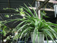 Enchanting Spider Plant - Live Starter Plants in 2 Inch Pots - Chlorophytum Comosum - Nature&
