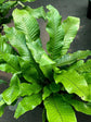 Crocodile Fern - Live Plant in a 6 Inch Grower&