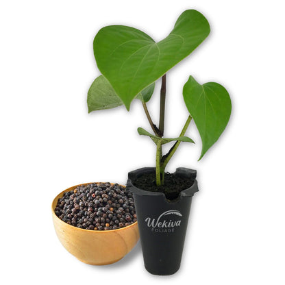 Black Pepper Plant - Live Starter Vines in 2 Inch Growers Pots - Piper Nigrum - Grow Your Own Spices in The Garden