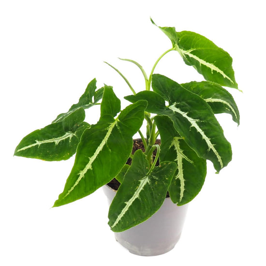 Syngonium Black Velvet - Live Plant in a 4 Inch Pot - Syngonium Wendlandii - Stunning Houseplant with Unique Foliage - The Perfect Air Purifying Houseplant Companion