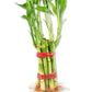 Lucky Indoor Bamboo for Abundance and Prosperity - 8 Live Stalks - Ships Bare Root - Air Purifying Feng-Shui Zen Garden Houseplants