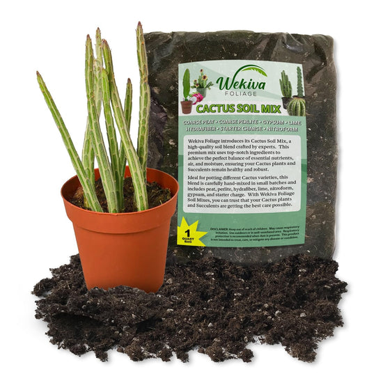 Pickle Plant Senecio and Soil Mix Combo - Live Plant in a 4 Inch Pot with 1 Quart Cactus Soil Mix - Senecio Stapeliiformis with Custom Soil Blend