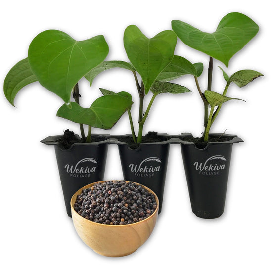 Black Pepper Plant - Live Starter Vines in 2 Inch Growers Pots - Piper Nigrum - Grow Your Own Spices in The Garden