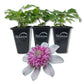 Clematis Josephine - Live Starter Plants in 2 Inch Growers Pots - Starter Plants Ready for The Garden - Rare Clematis for Collectors