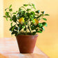 Meyer Lemon Tree - Live Plant in 1 Gallon Pots - Florida Only - Cannot Ship Out of Florida - Beautiful Fruit Tree for Patio and Garden