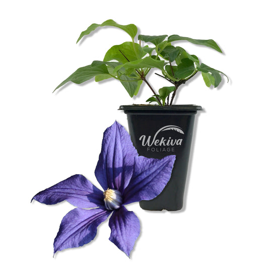 Clematis Durandii - Live Starter Plants in 2 Inch Growers Pots - Starter Plants Ready for The Garden - Rare Clematis for Collectors