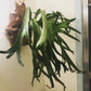 Elkhorn Fern - Live Plant in a 6 Inch Grower&