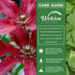 Clematis Ruutel - Live Starter Plants in 2 Inch Growers Pots - Starter Plants Ready for The Garden - Beautiful Maroon Flowering Vine