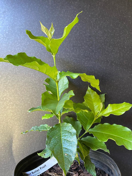 Peanut Butter Tree - Live Plant in a 4 Inch Growers Pot - Bunchosia Argentea - Exotic and Beautiful Fruit Tree for Your Edible Garden