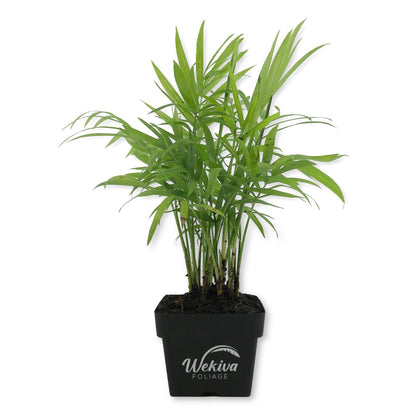 Neanthe Bella Parlor Palm - Live Plants in 3 Inch Pots - Chamaedorea Elegans - Beautiful Clean Air Indoor Houseplant