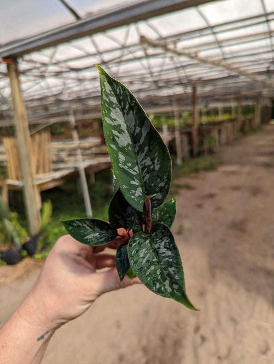 Red Sword Homalomena - Live Starter Plants in 2 Inch Grower&