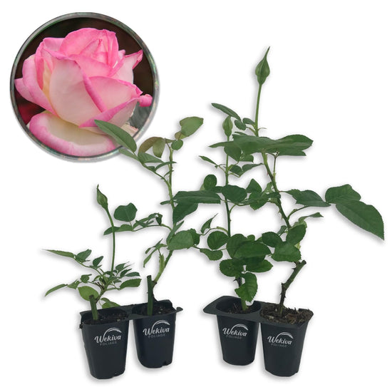 Grace De Monaco Rose Bush - Live Starter Plants in 2 Inch Growers Pots - Beautifully Fragrant Hybrid Tea Rose from Florida - A Versatile Beauty with a Rich Fragrance