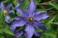 Clematis Sapphire Indigo - Live Starter Plants in 2 Inch Growers Pots - Starter Plants Ready for The Garden - Rare Clematis for Collectors