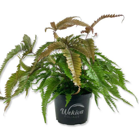 Tricolor Fern - Live Plant in a 6 Inch Grower&