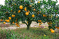 Cara Cara Navel Orange Tree - Live Plants in 1 Gallon Pots - Florida Only - Cannot Ship Out of Florida - Beautiful Fruit Tree for Patio and Garden