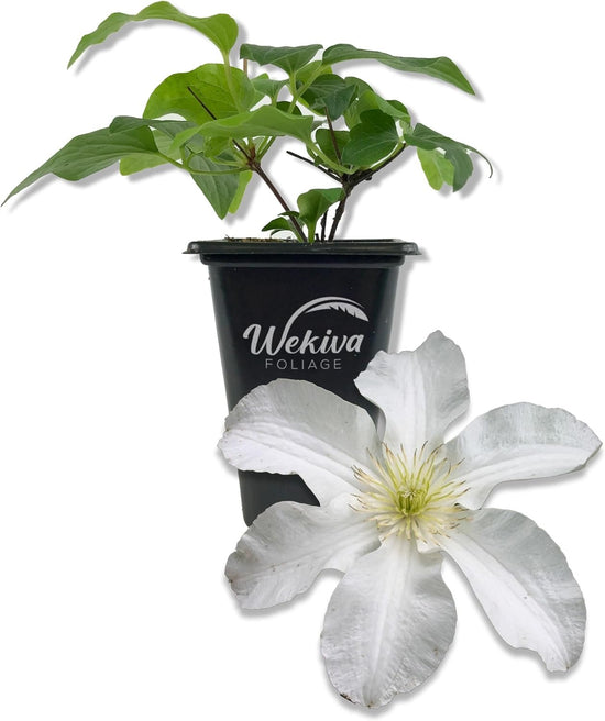 Clematis John Huxtable - Live Starter Plants in 2 Inch Growers Pots - Starter Plants Ready for The Garden - Rare Clematis for Collectors