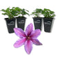 Clematis Tumaini - Live Starter Plants in 2 Inch Growers Pots - Starter Plants Ready for The Garden - Rare Clematis for Collectors