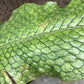 Crocodile Fern - Live Plant in a 6 Inch Grower&