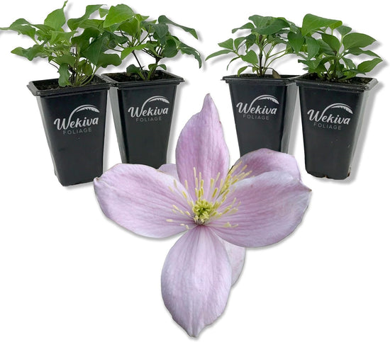 Clematis Montana Rubens - Live Starter Plants in 2 Inch Growers Pots - Starter Plants Ready for The Garden - Rare Clematis for Collectors