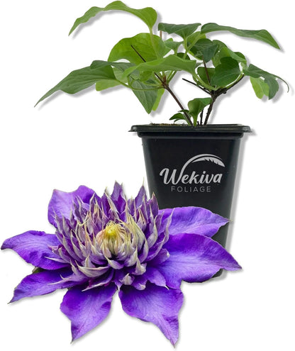 Clematis Multi Blue - Live Starter Plants in 2 Inch Growers Pots - Starter Plants Ready for The Garden - Rare Clematis for Collectors