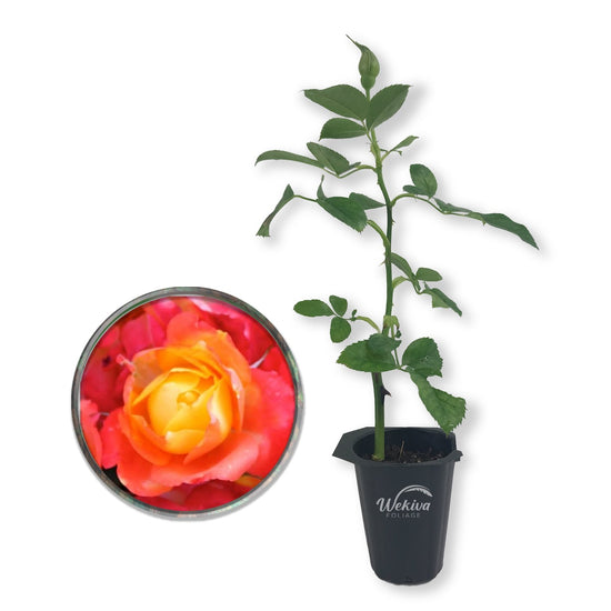 Pinata Rose Bush - Live Starter Plants in 2 Inch Growers Pots - Beautifully Fragrant Floribunda Rose - A Versatile Beauty with Large Blooms