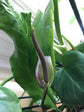 Wavy Anthurium - Live Starter Plants in 2 Inch Pots - Anthurium Plowmanii - Elegant Low Maintenance Air Purifying Indoor Houseplant