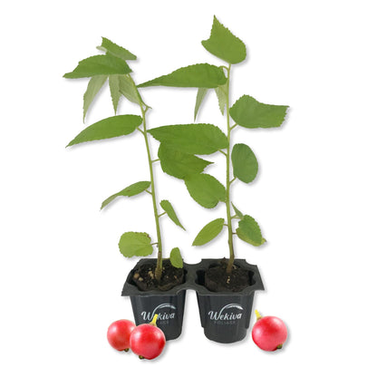 Jamaican Cherry Tree - Strawberry Tree - 2 Live Starter Plants in 2 Inch Grower&