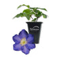 Clematis Ravel - Live Starter Plants in 2 Inch Growers Pots - Starter Plants Ready for The Garden - Rare Clematis for Collectors