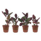 Purple Waffle Plant - Live Starter Plant in a 2 Inch Pot - Hemigraphis Alternata - Rare and Elegant Indoor Houseplant