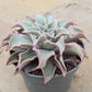 Echeveria Madiba - Live Starter Plants in 2 Inch Growers Pots - Rare and Beautiful Compact Colorful Easy Care Succulent